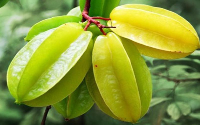 Ripe and golden star fruit is a refreshing and juicy treat that many people enjoy