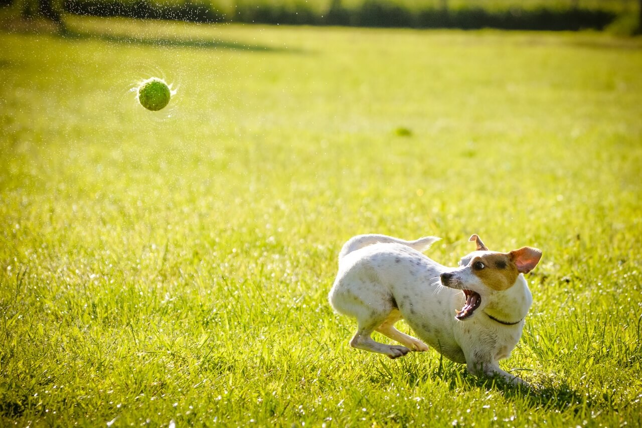 Parks and Public Spaces: Keeping Your Dog on a Leash