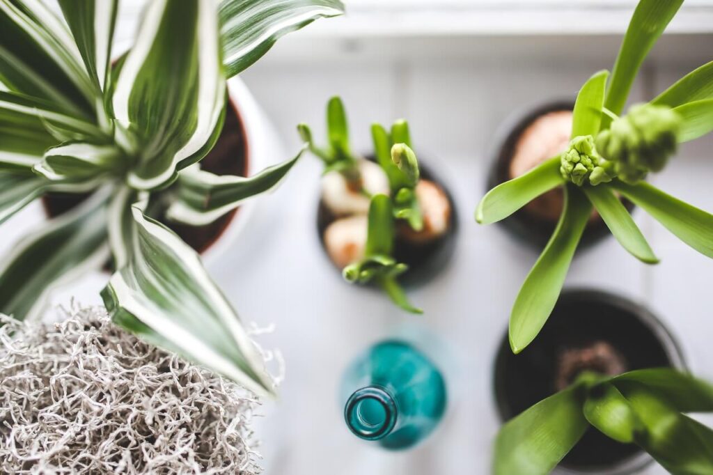 Improve the air quality in your apartment through using a humidifier/air purifier and indoor houseplants