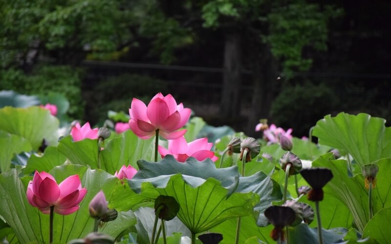 The Symbolic Significance of the Lotus flower