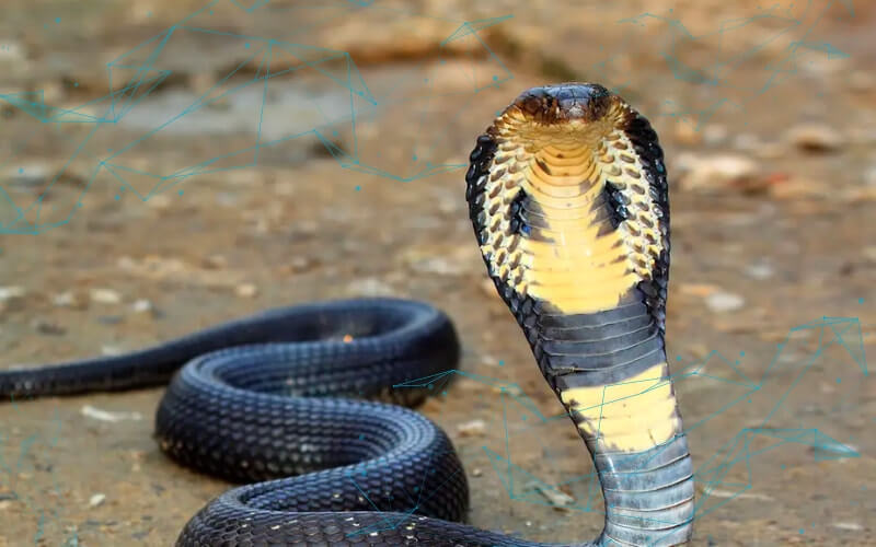 King Cobra