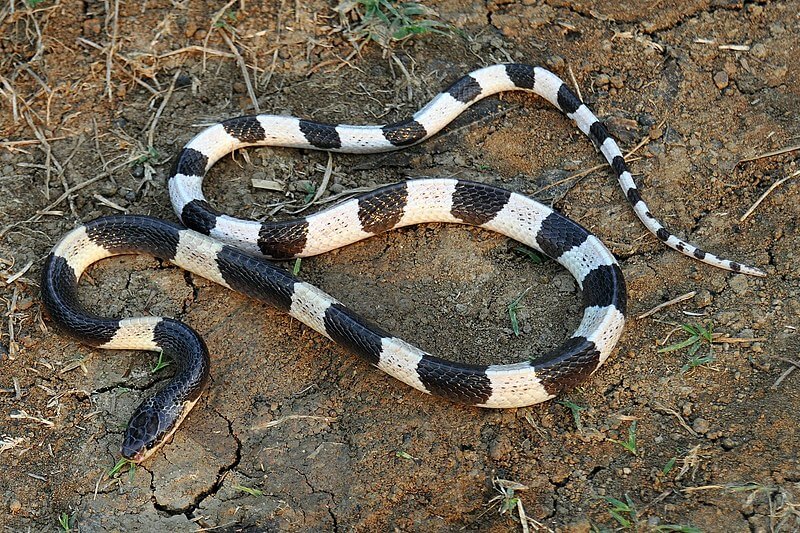 Top 10 Venomous Snakes In Vietnam: Identification and Distribution