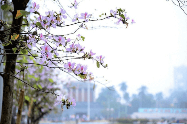 Spring in Hanoi: Beautiful but Challenging