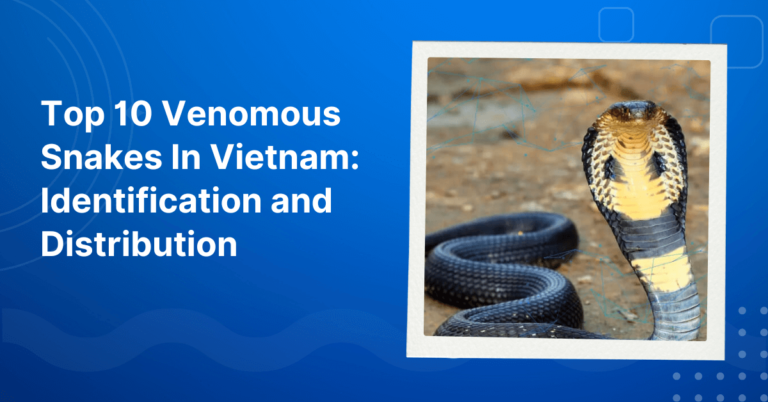 Venomous Snakes In Vietnam