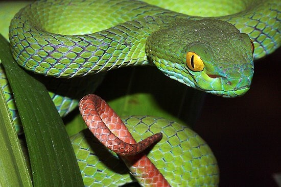 White-Lipped Pit Viper